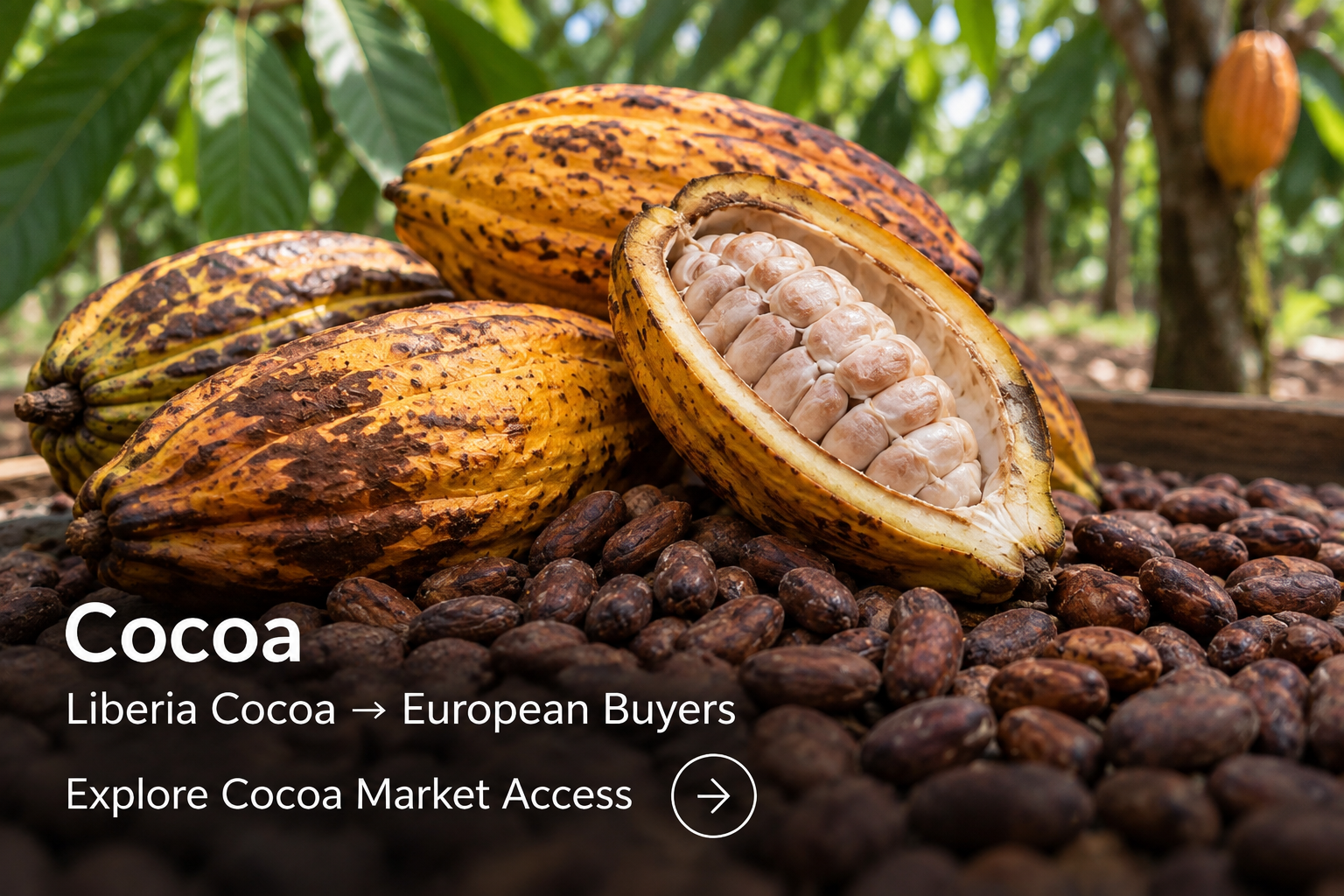 Explore Cocoa Market Access 